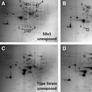 Insights into the extremotolerance of Acinetobacter radioresistens 50v1, a gram-negative bacterium isolated from the Mars Odyssey spacecraft.